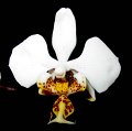 Phal. stuartiana 'Angel Orchids No. 2'